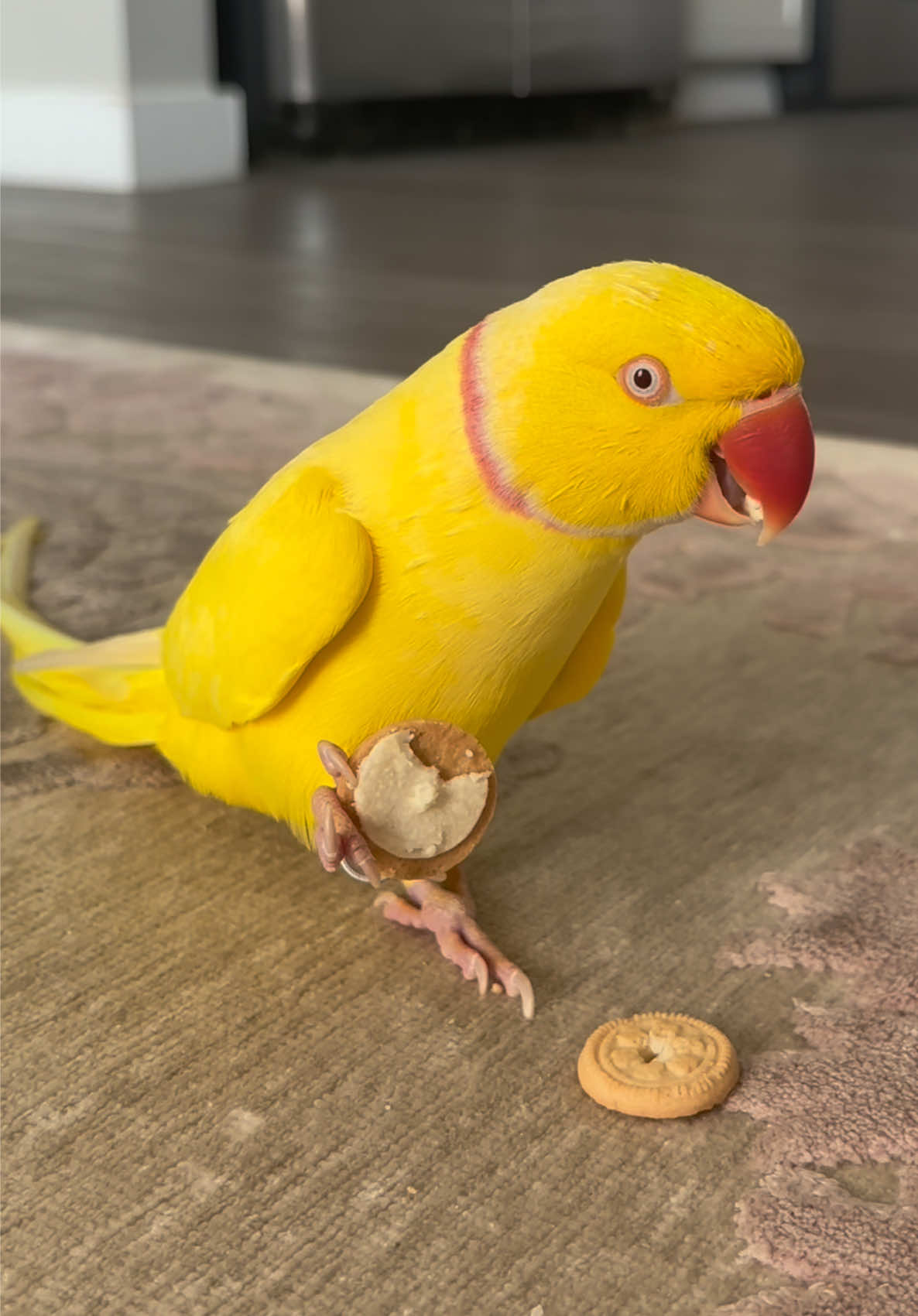 @TWINKIE 🐥