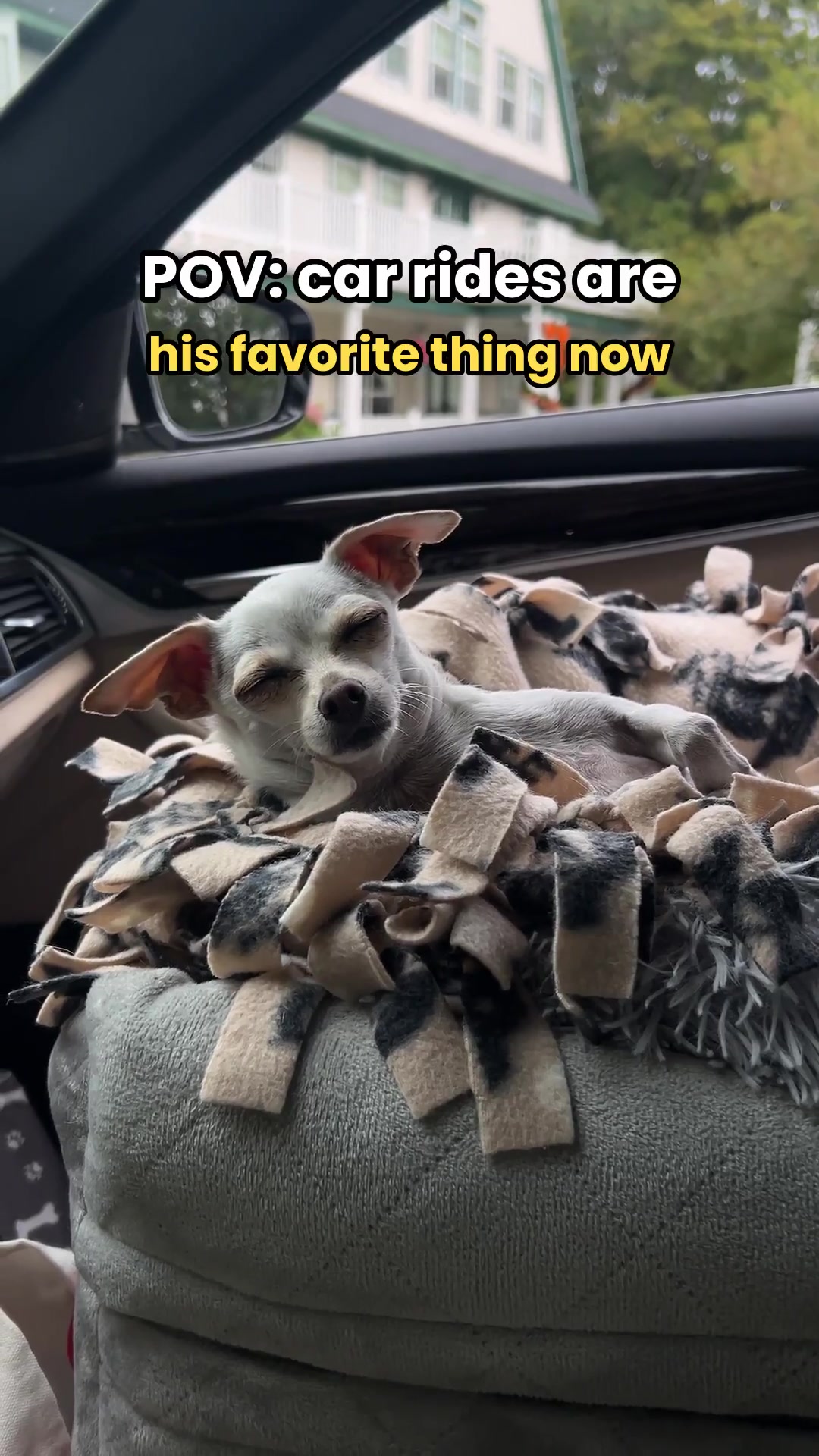 @TBD the Rescue Chihuahua