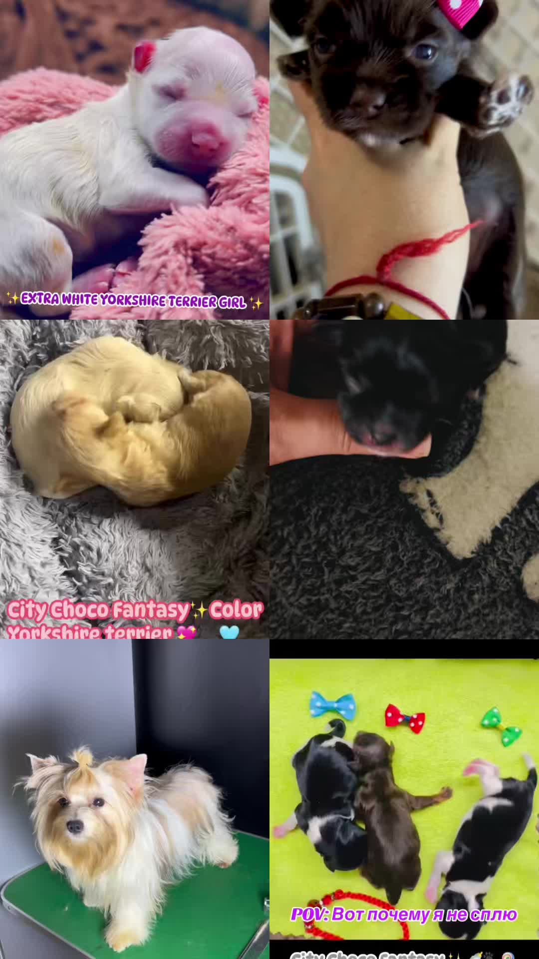 @Yorkie Maltipoo ShihTzu Teddy