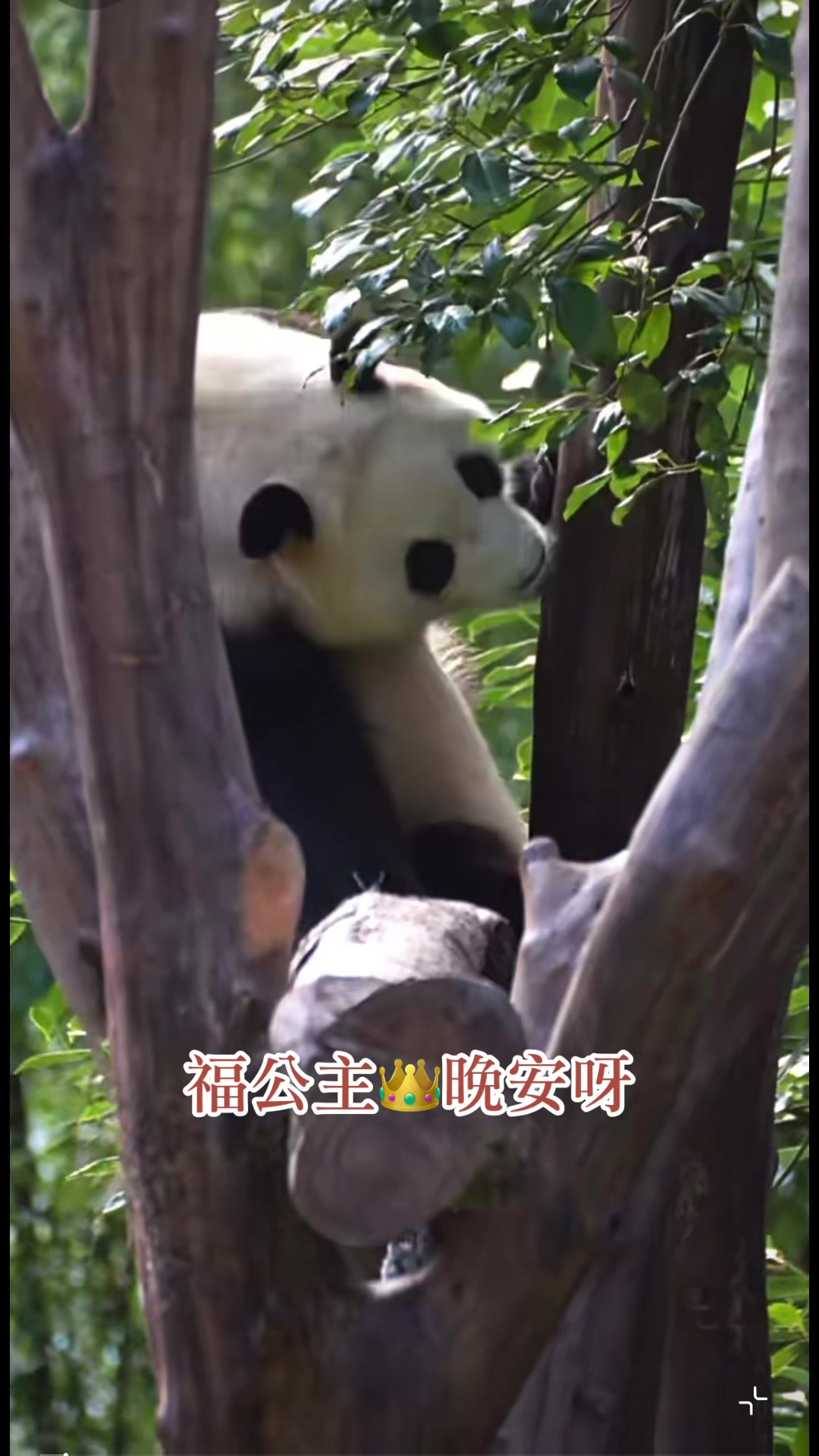 @福公主💕福豬豬💕 🍎 🥕 🐼 🎋🍀