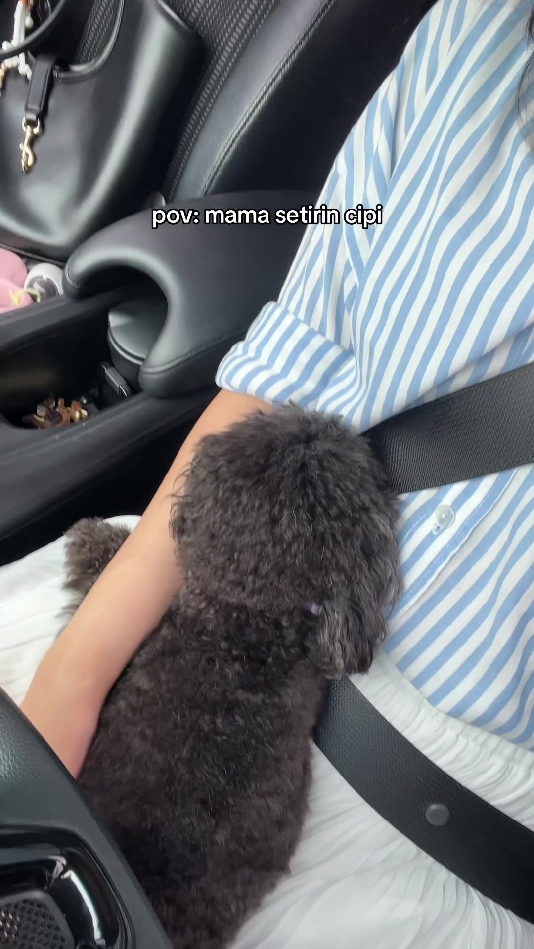 @chippi the poochon