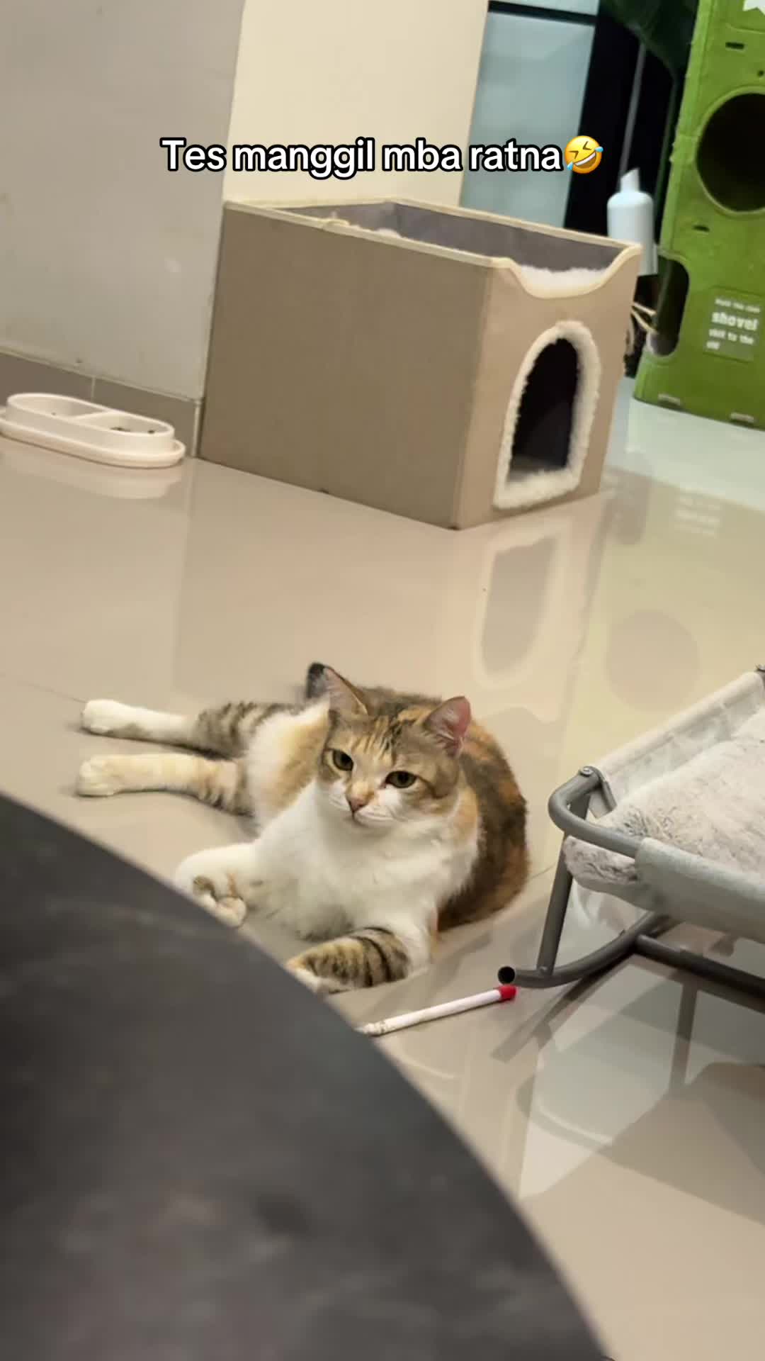 @Rapalguna | bapakkucing 🐱