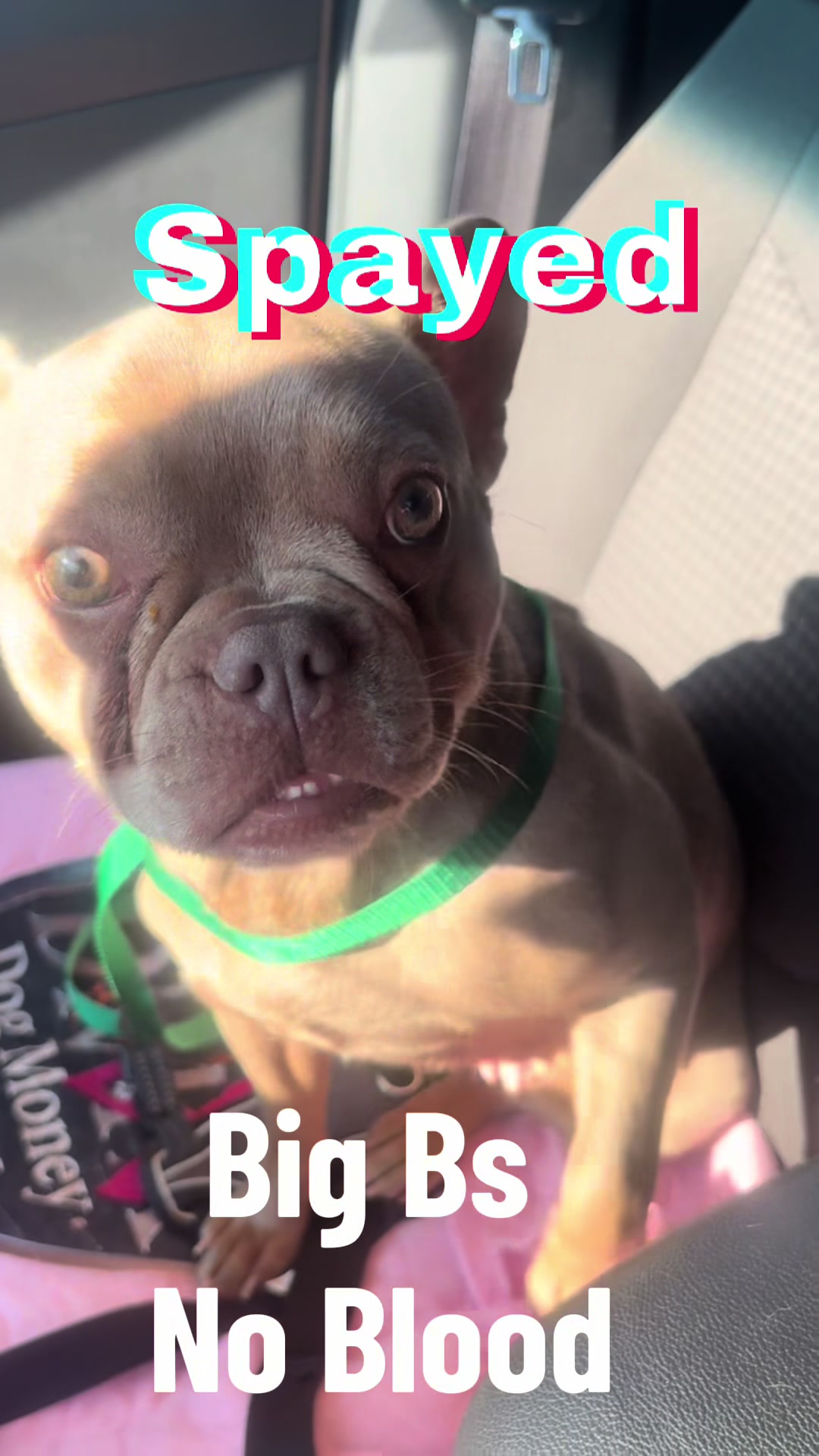 @🍯 🦖 🔥 dogmoneyhunnay 🥋 🚒