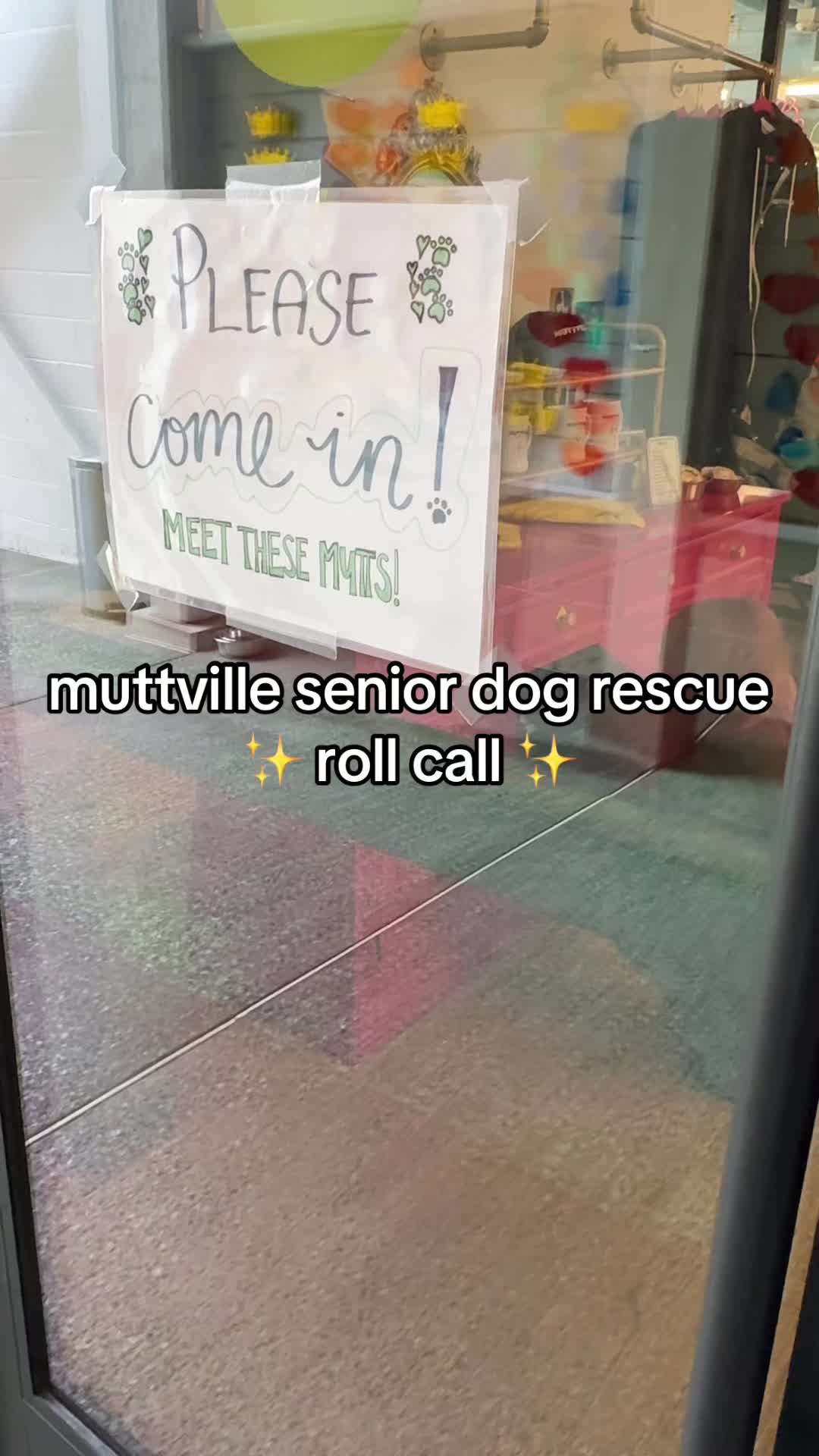 @Lisa fosters senior dogs 🐶