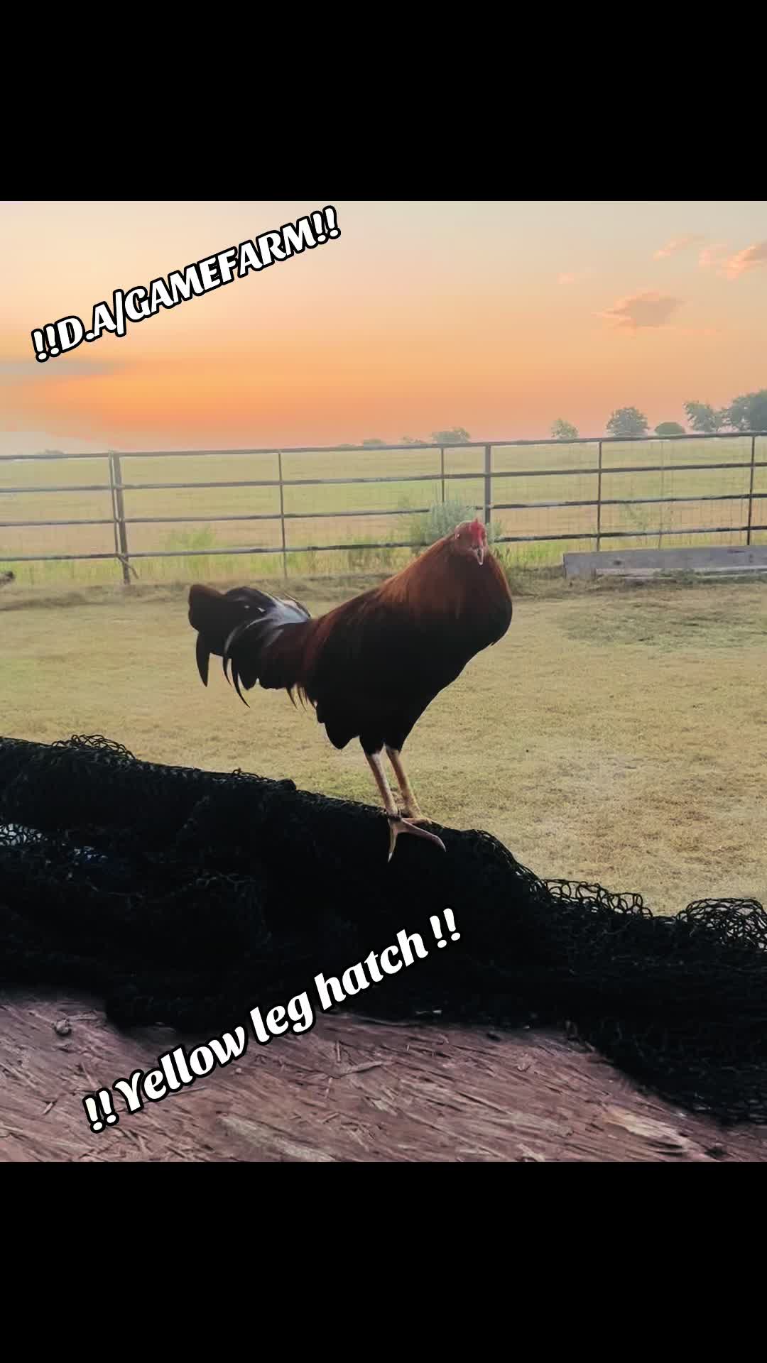 @DAgamefarm