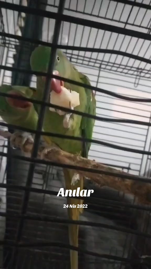 @Adem Emre Berk Ildiz