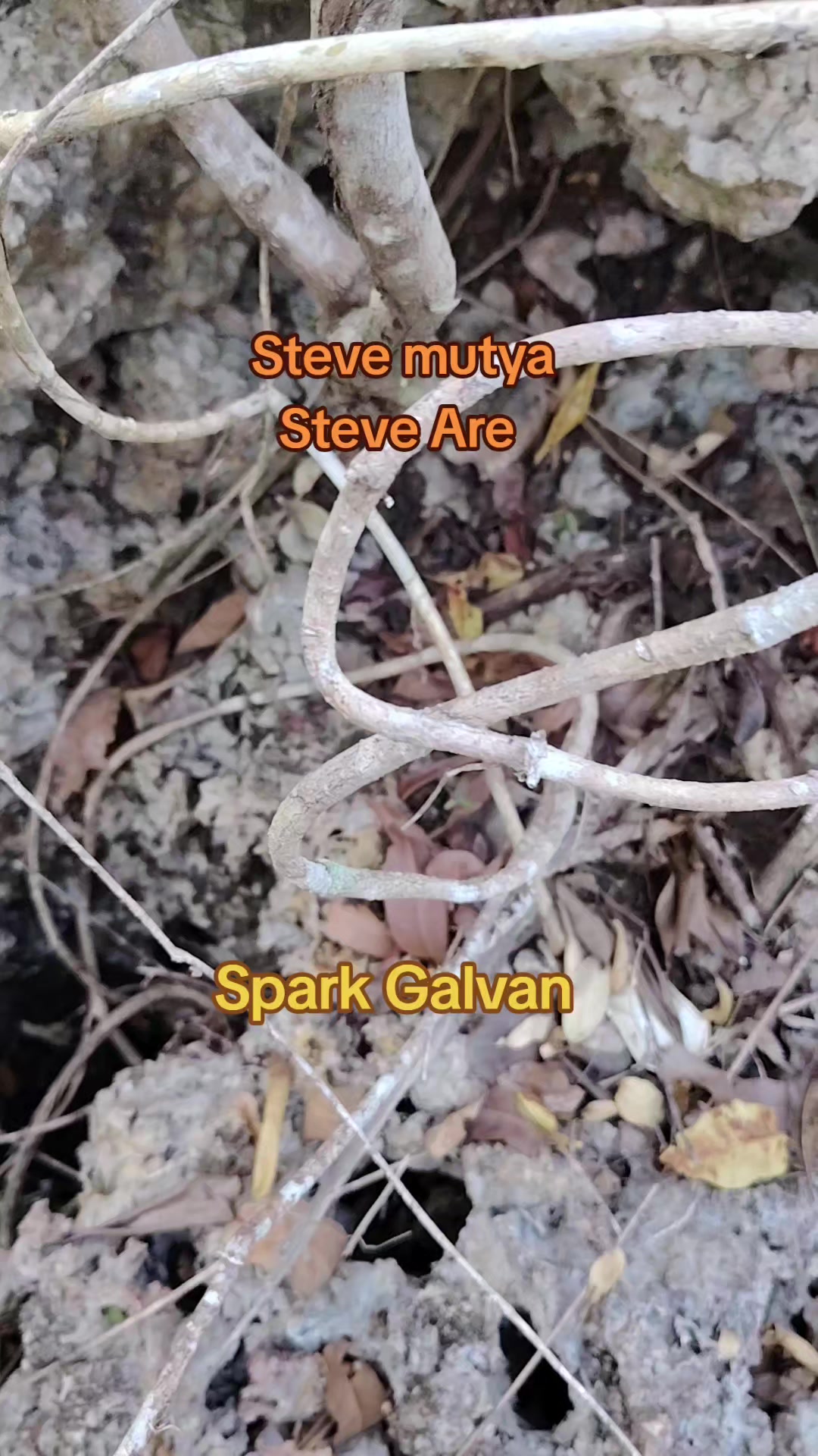 @Steve Mutya