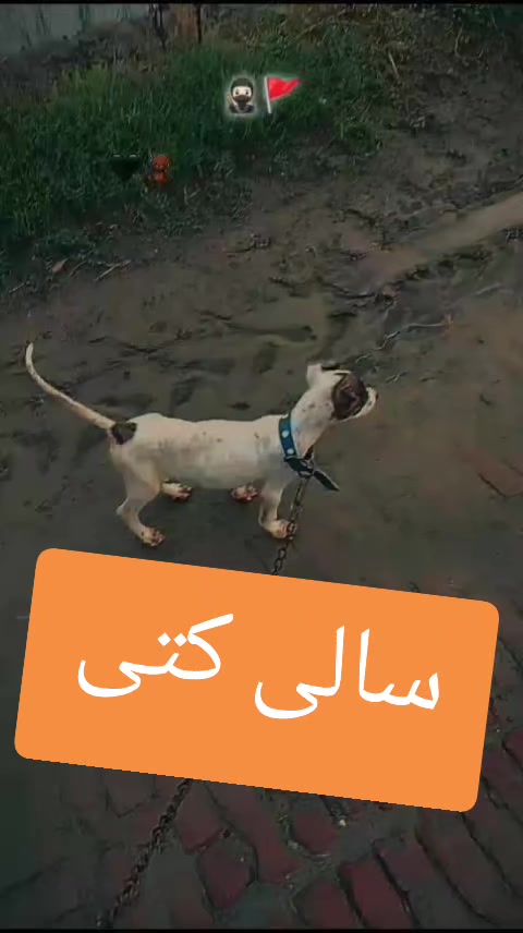 @Mian Atif charwah
