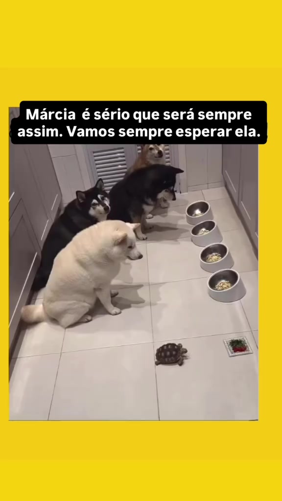 @Lusitonio Machado Do