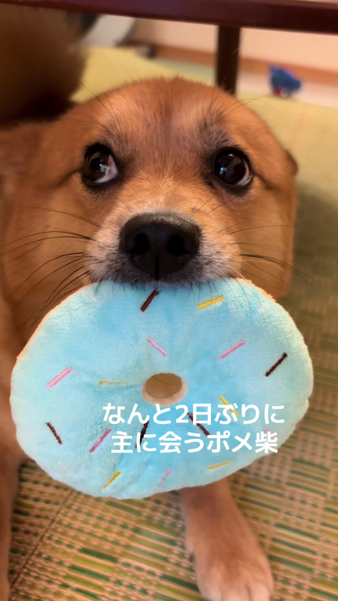 @ポメ柴もなか(もちゃ)୭