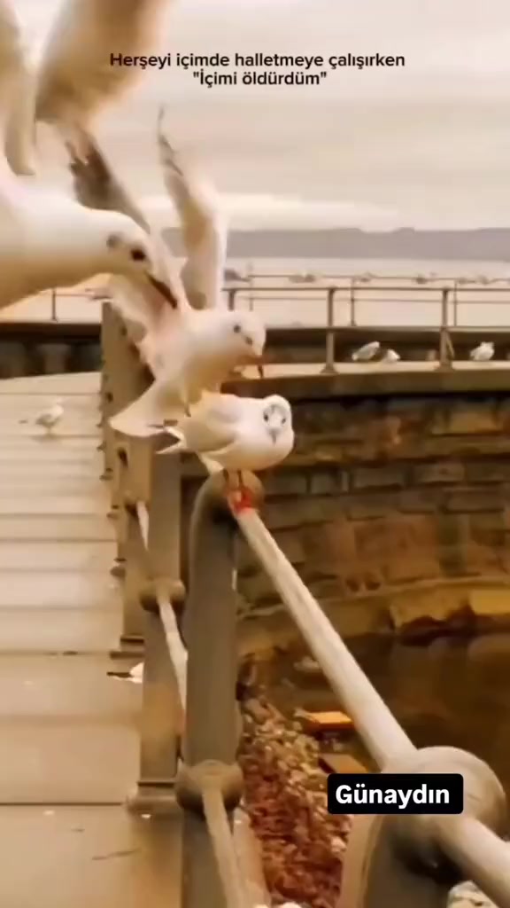 @Berk Özgür