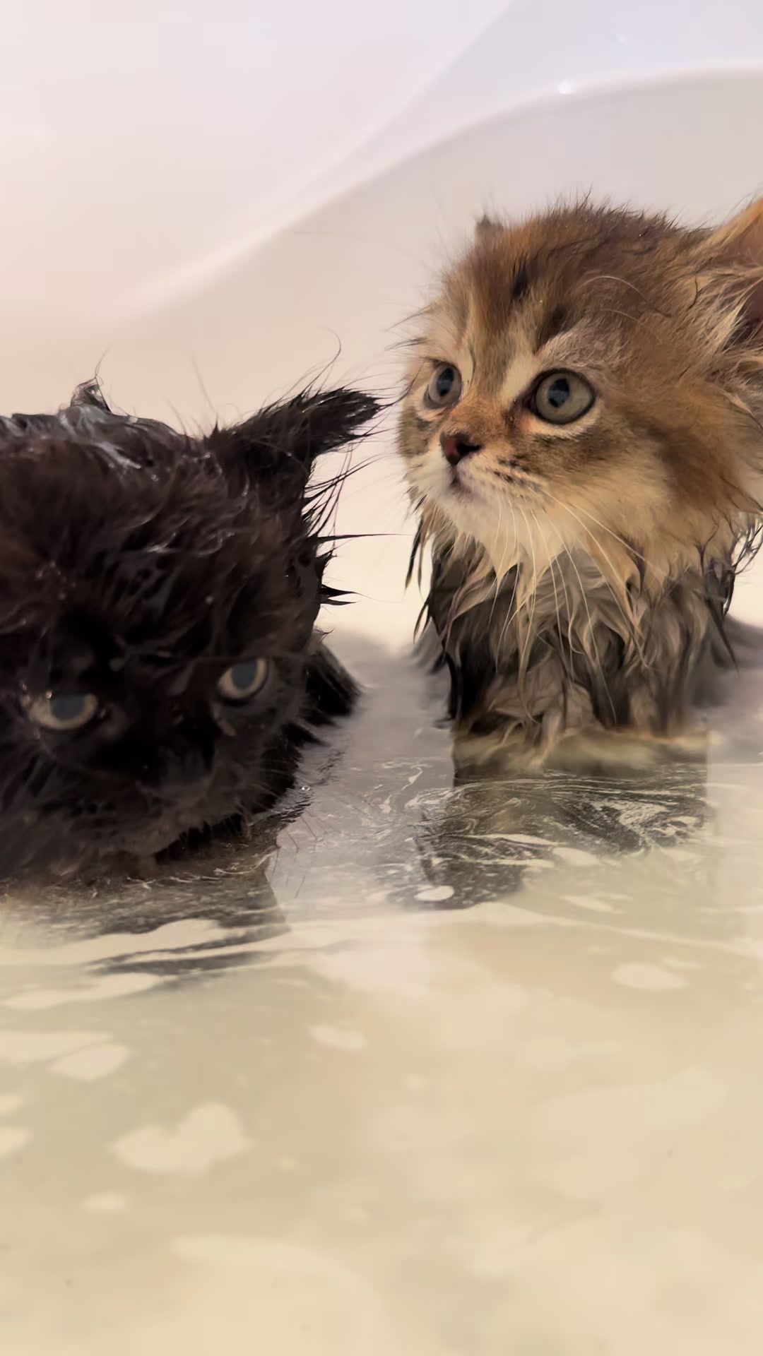 @cat.sheri.kittens