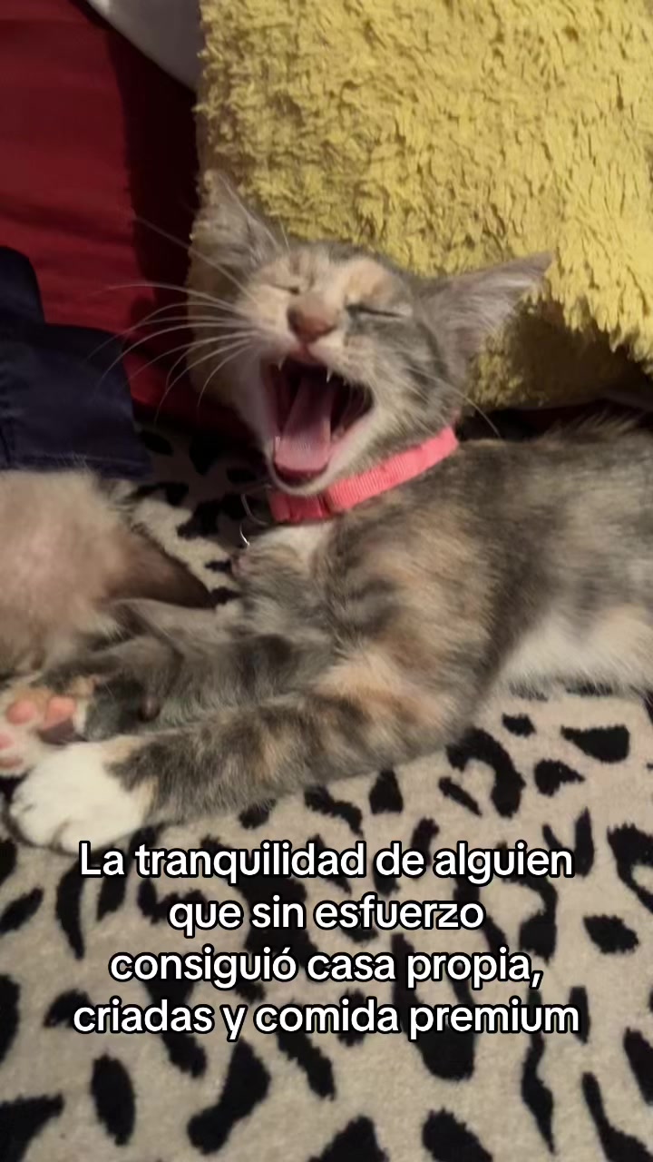 @Nallely Lara Mata ✨