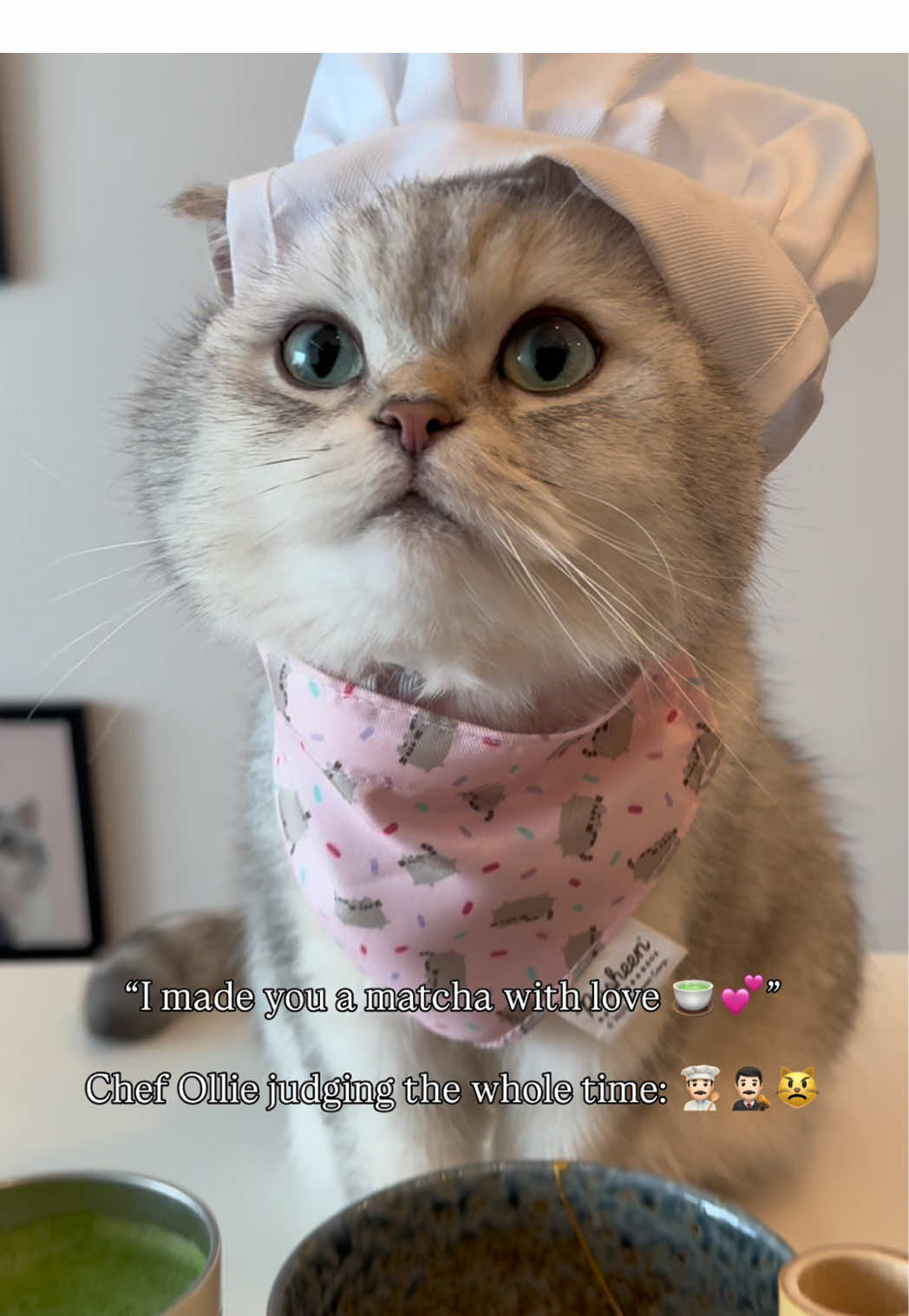 @Ollie the Cat