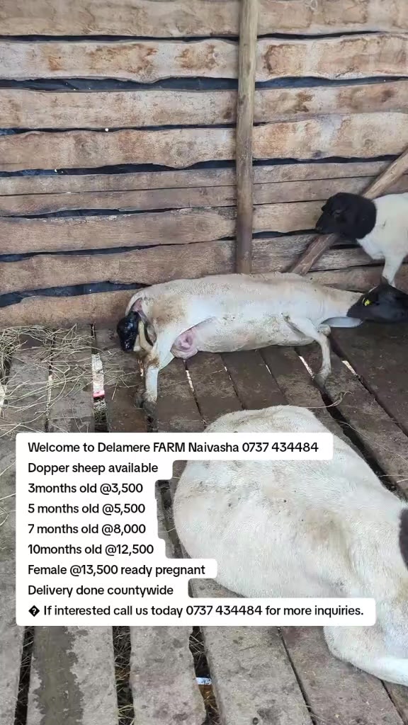 @KENYA FARM NAIVASH 0737434484