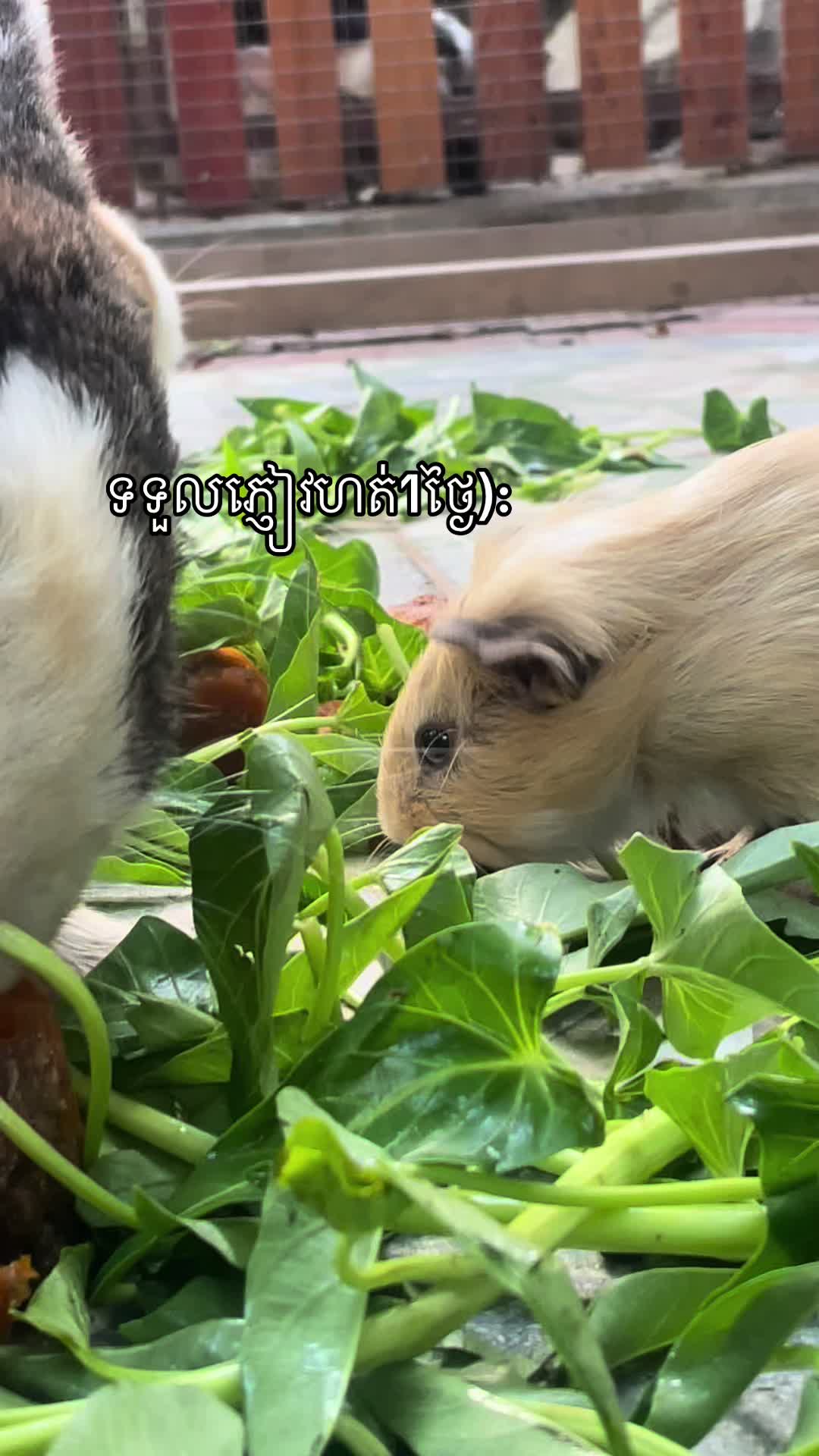 @សួនកាហ្វេ Garden Coffee