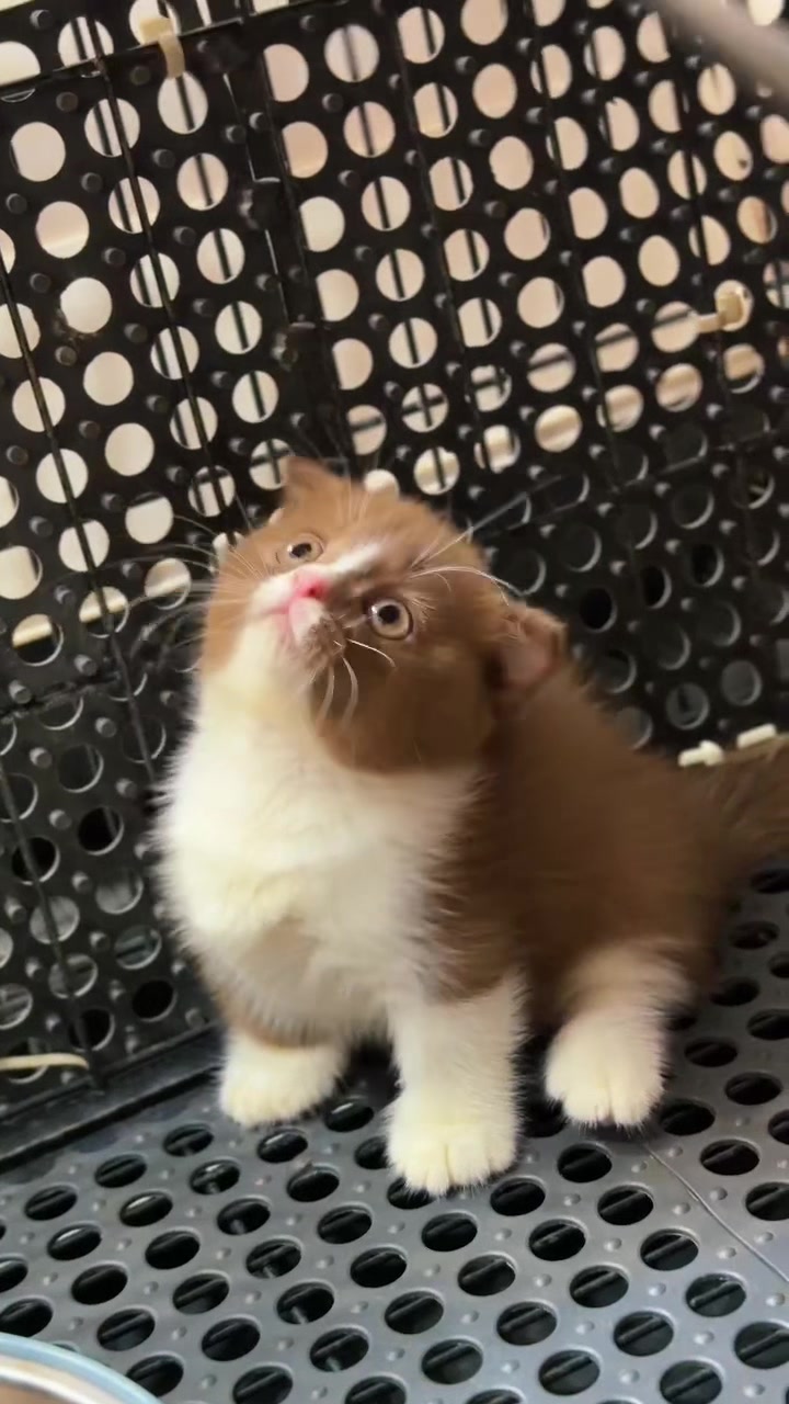 @fuyncats