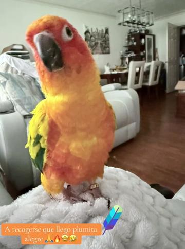 @Mango 🦜La cotorra solar