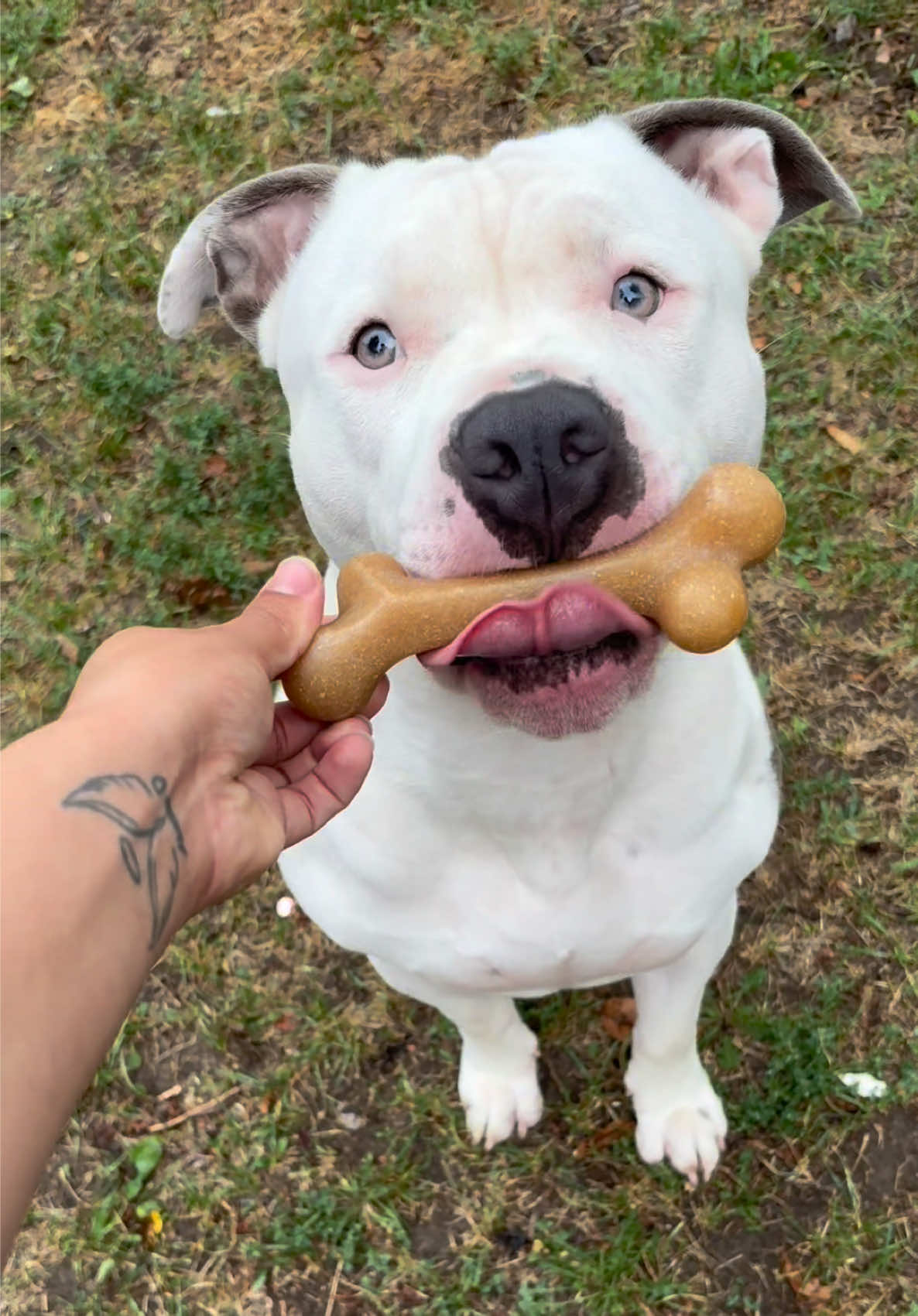 @@losbaby🐶🤍🖤💙