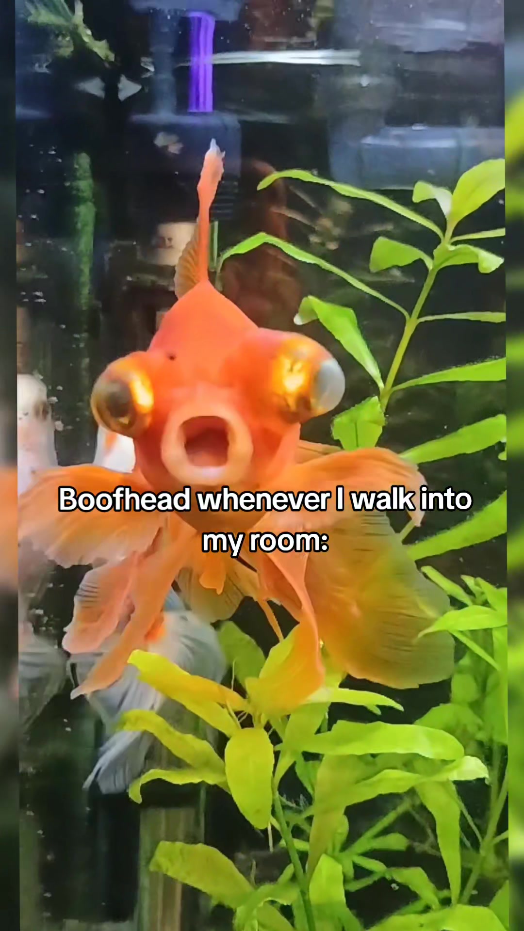 @BaronVonBoofHead