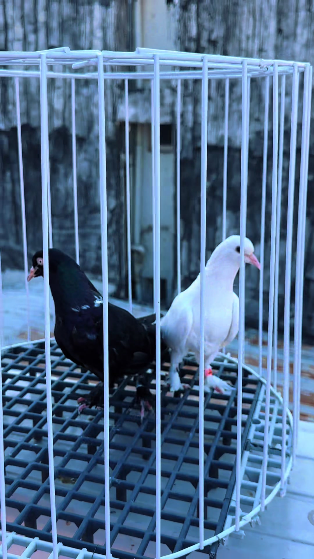 @Süleyman uçar