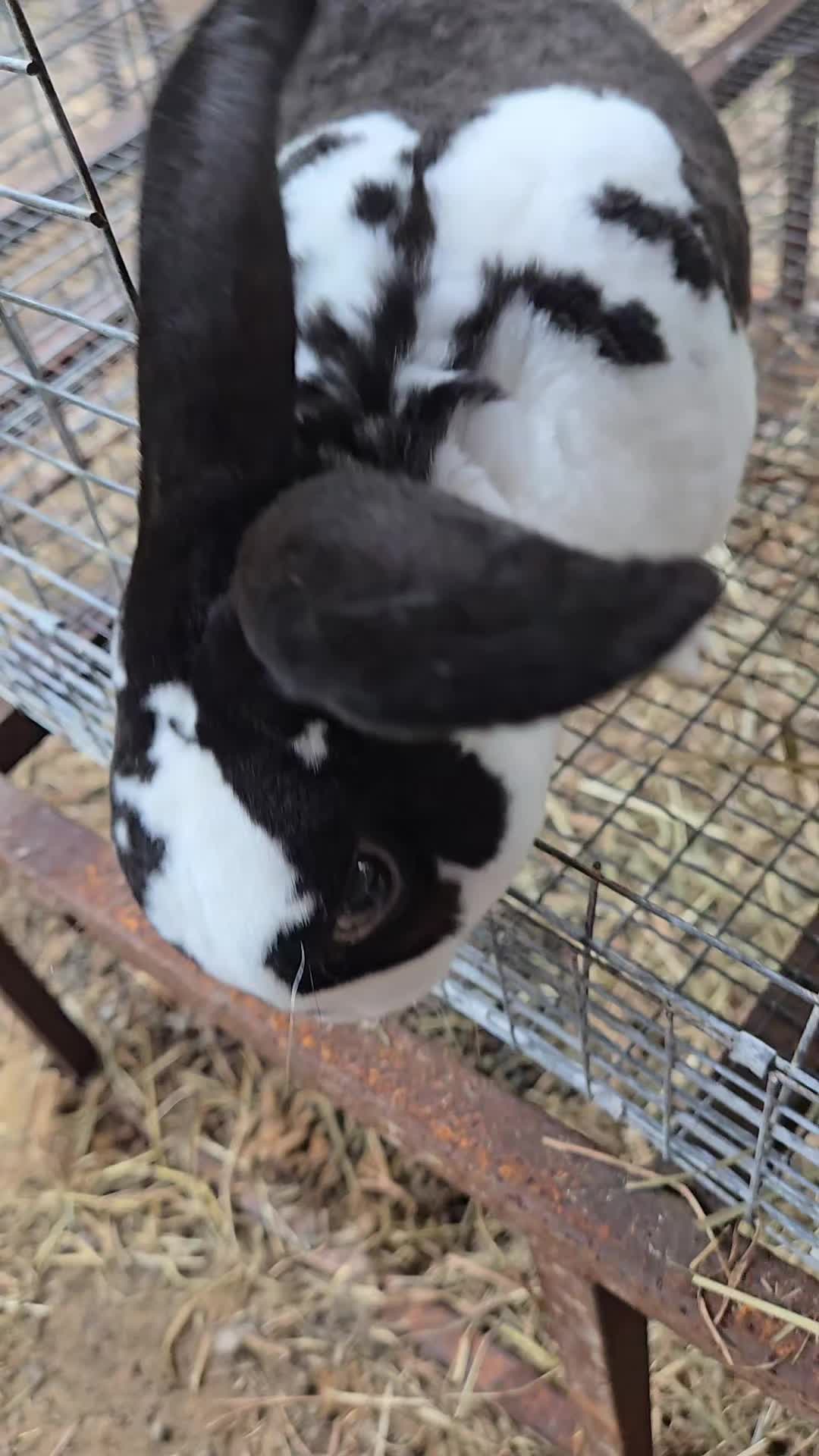 @Hidden Home Rabbitry