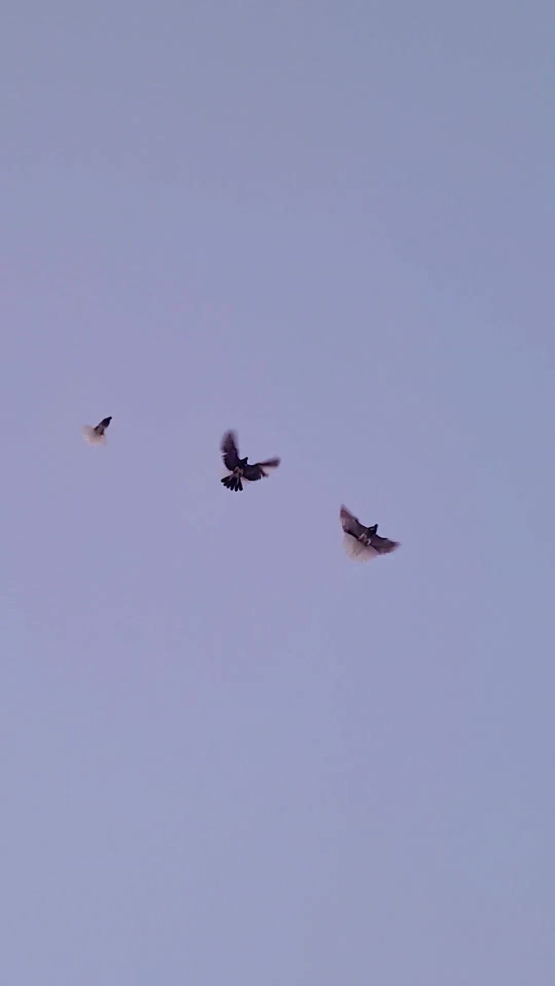 @Pigeons Tv