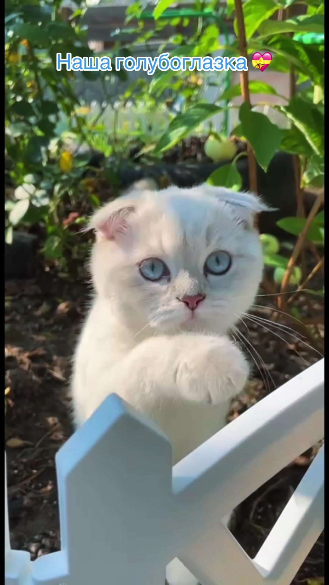@Cat&Kittens