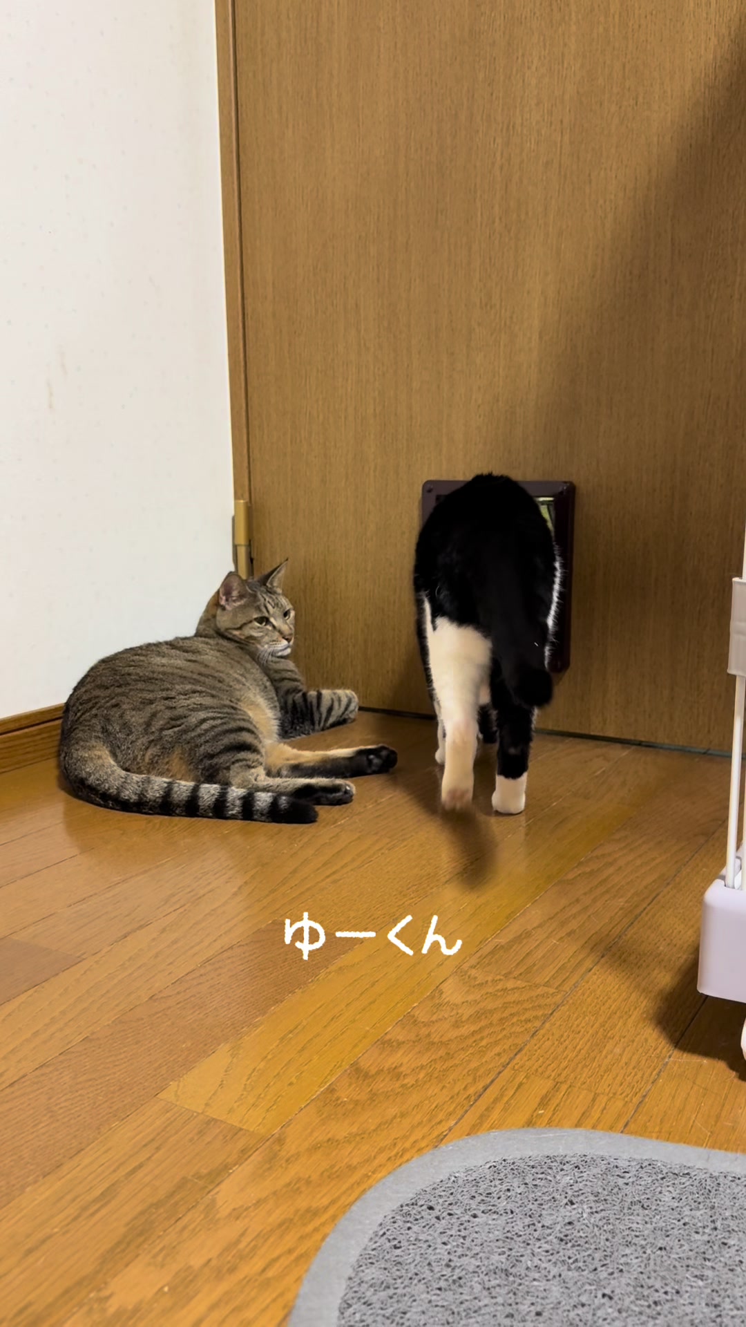 @ネコたまちゃんねる