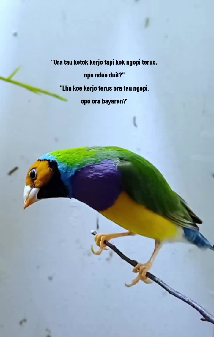@Ikin Finch