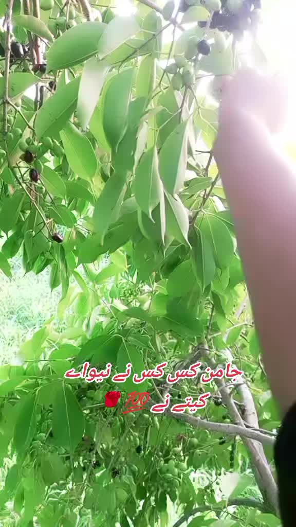 @🥰سراۓ شریف میاں صاحب🌹