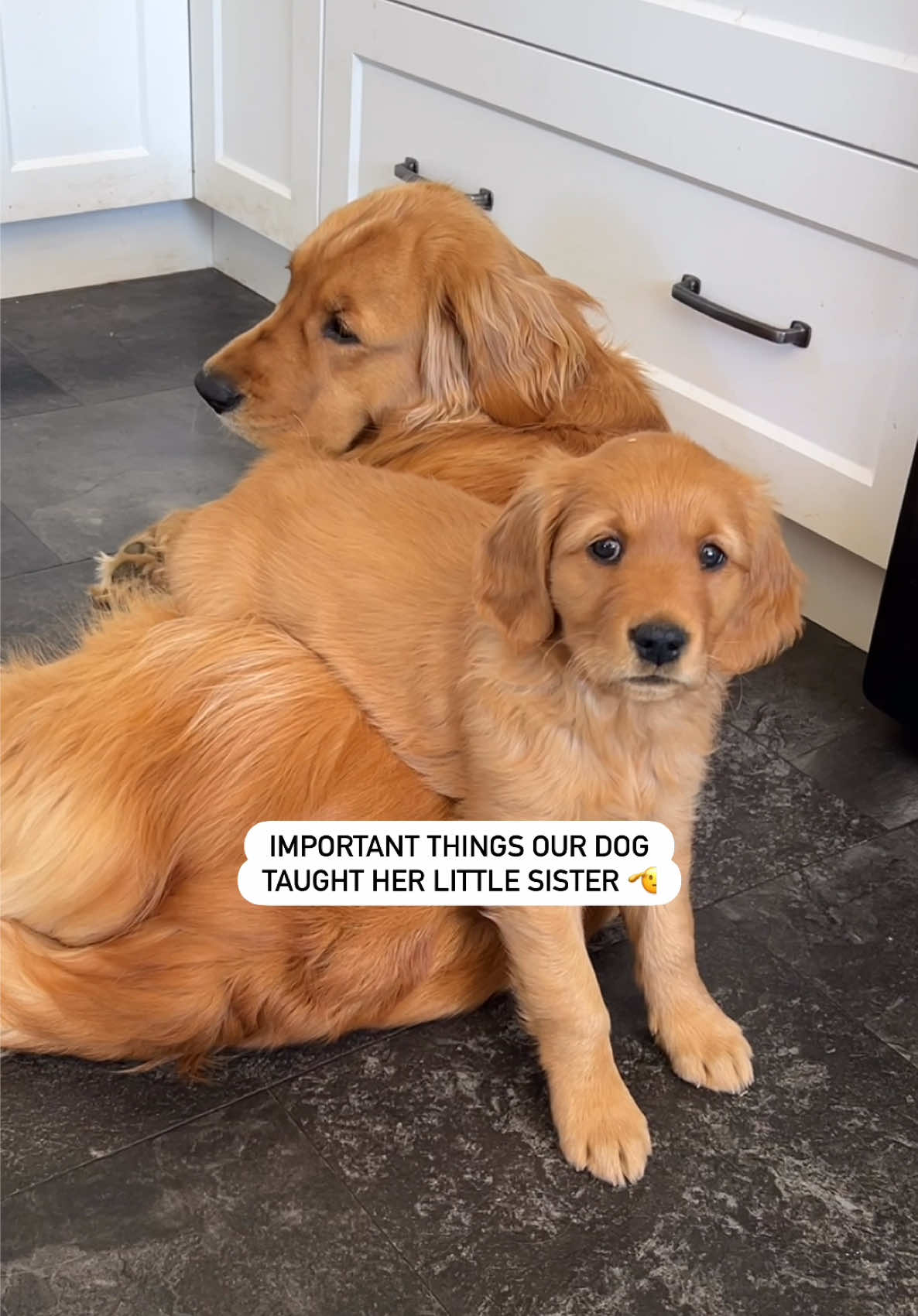 @Pacha and Bucket the Goldens