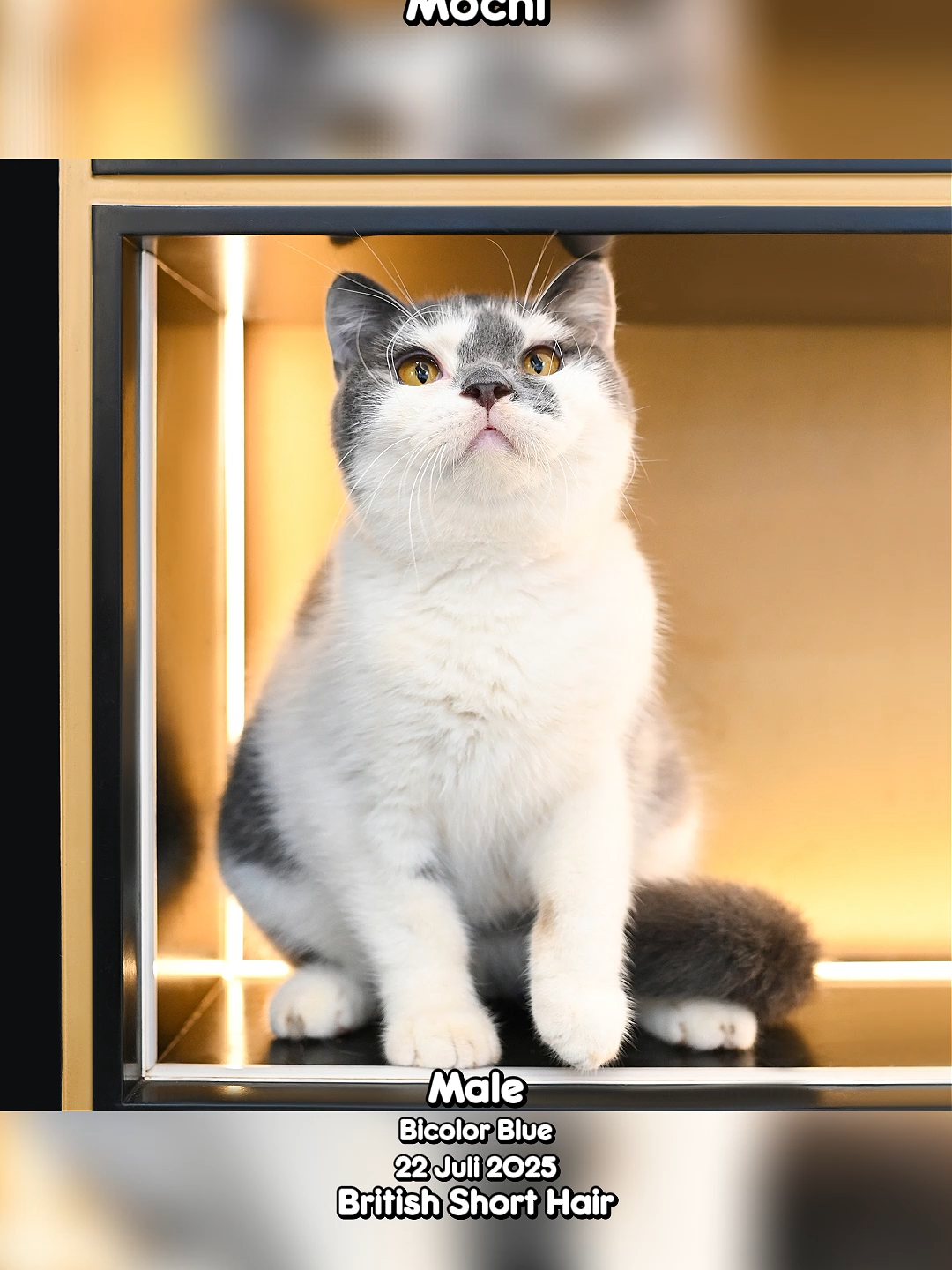 @dutchthebritishcat