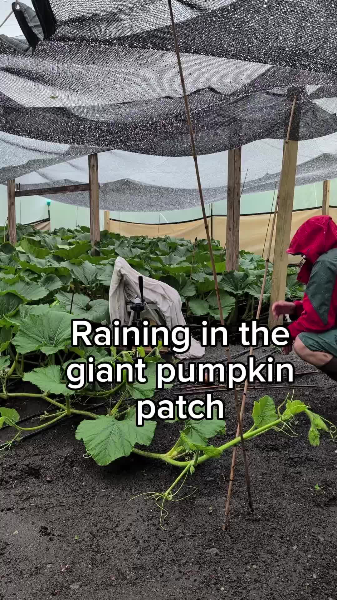 @bigpumpki