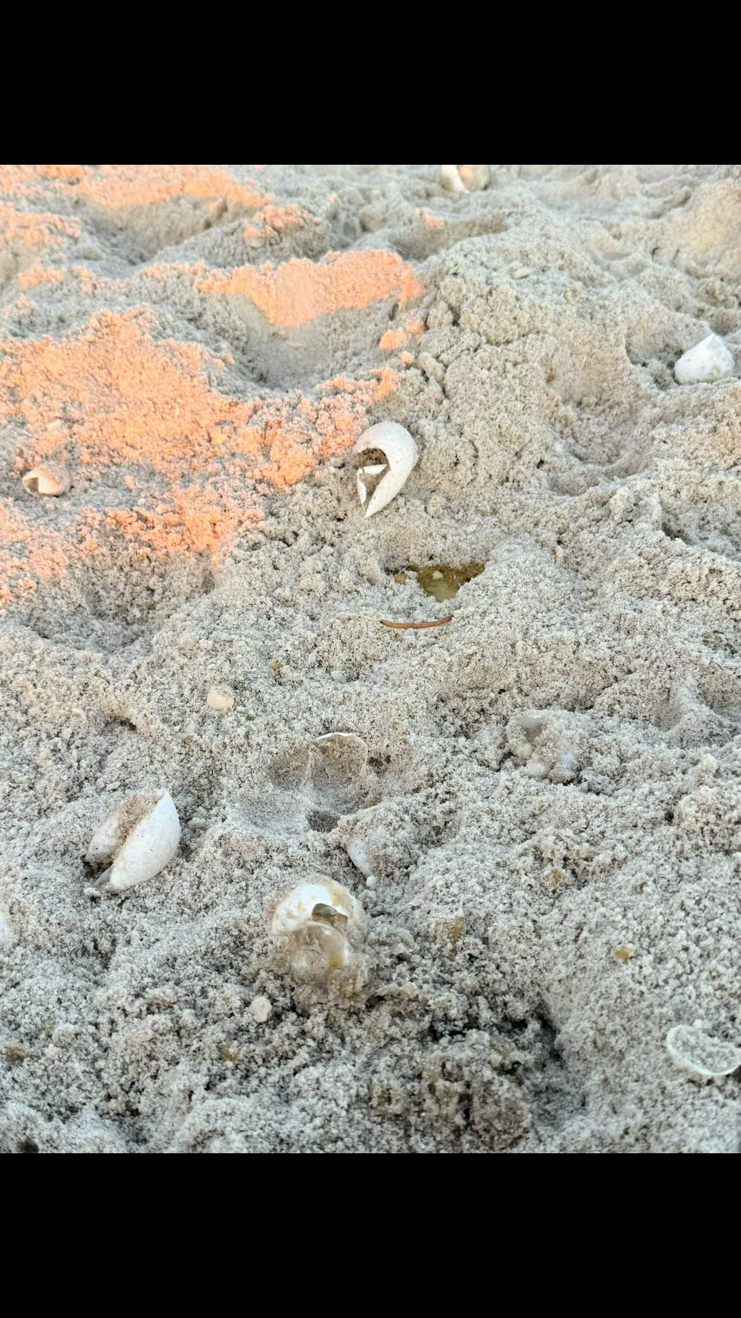 @Southwest Florida Shelling