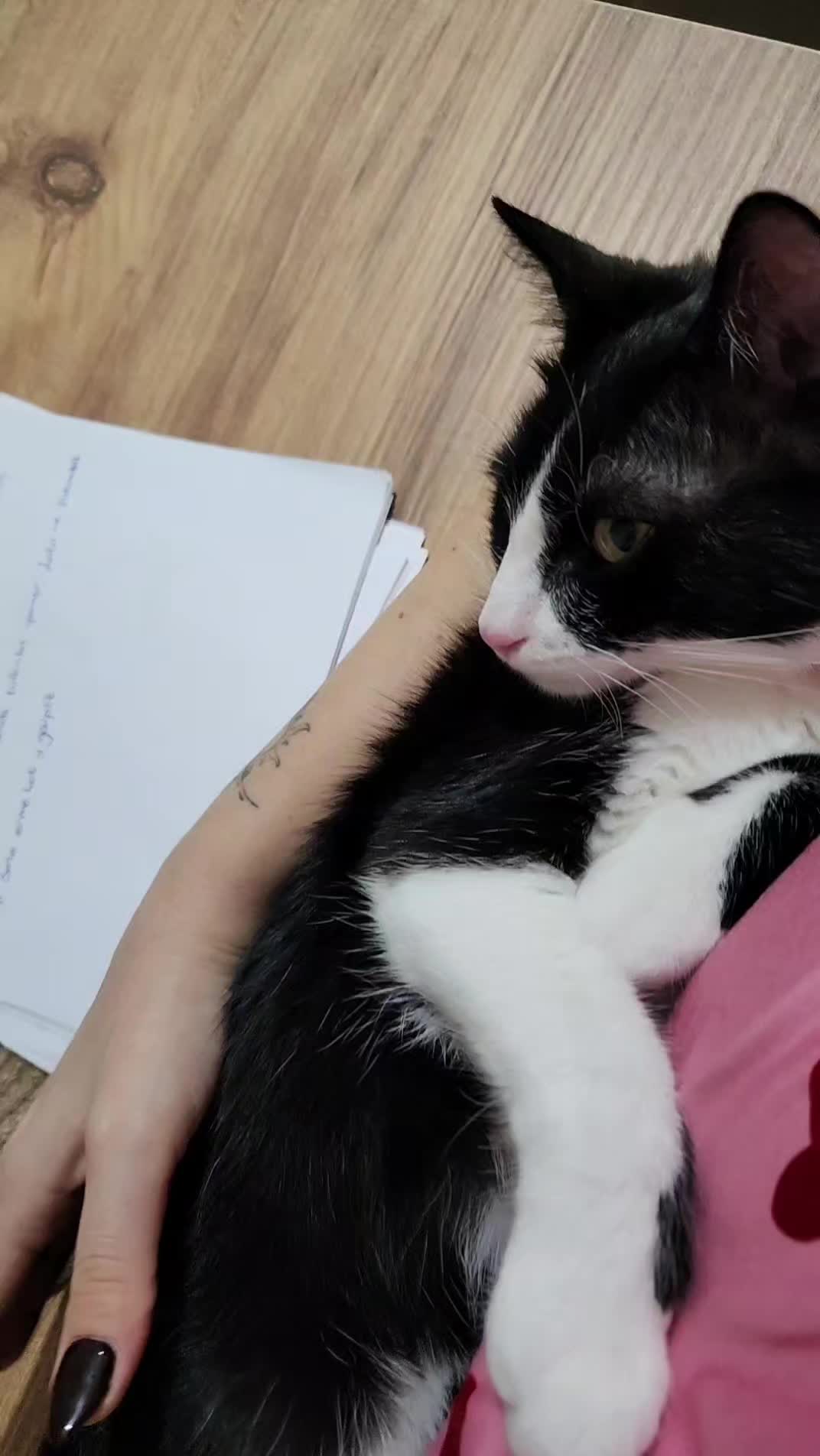 @N. Tuba Sarı&ccedil;avdar