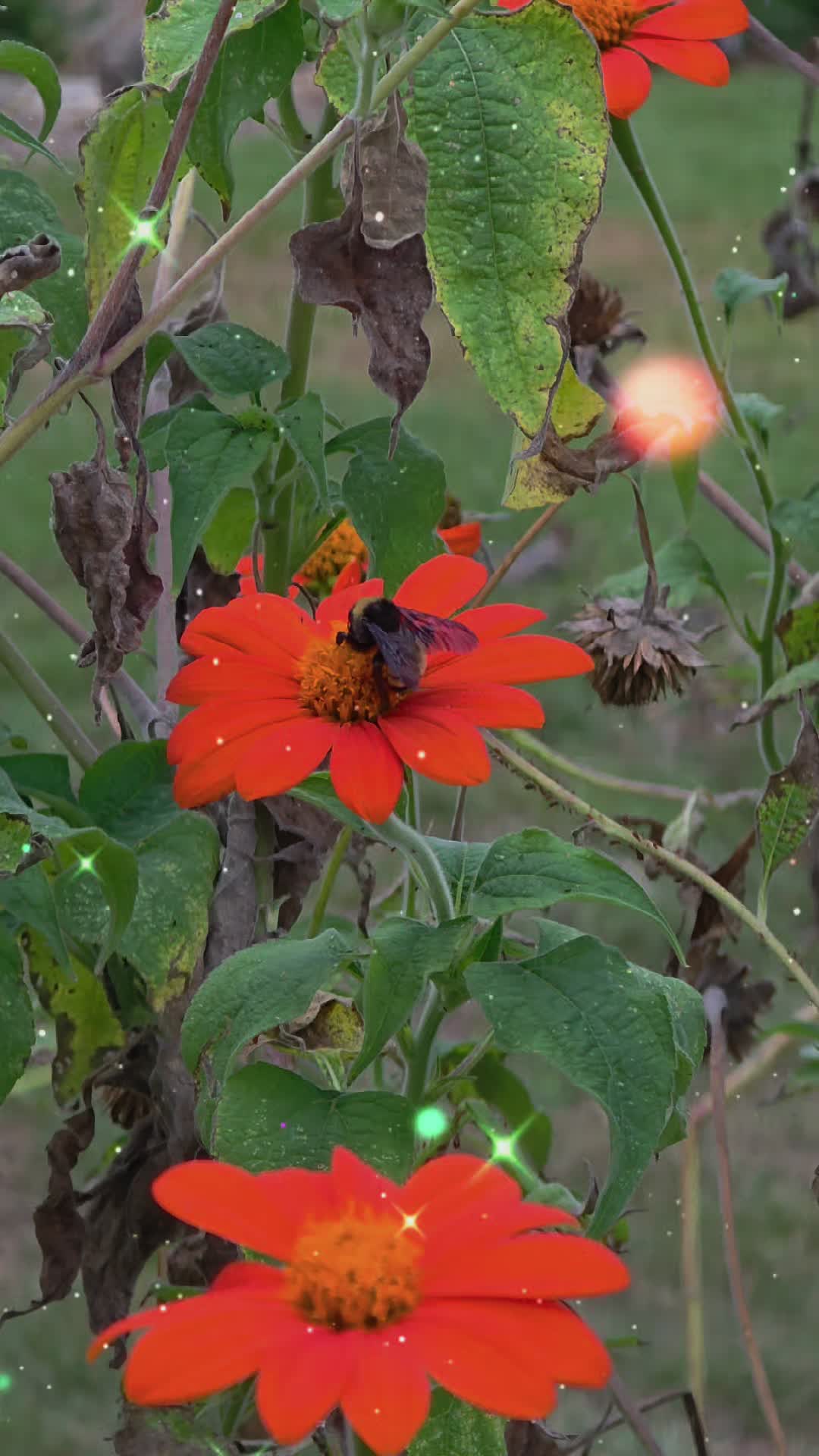 @StarlaChari 🌻