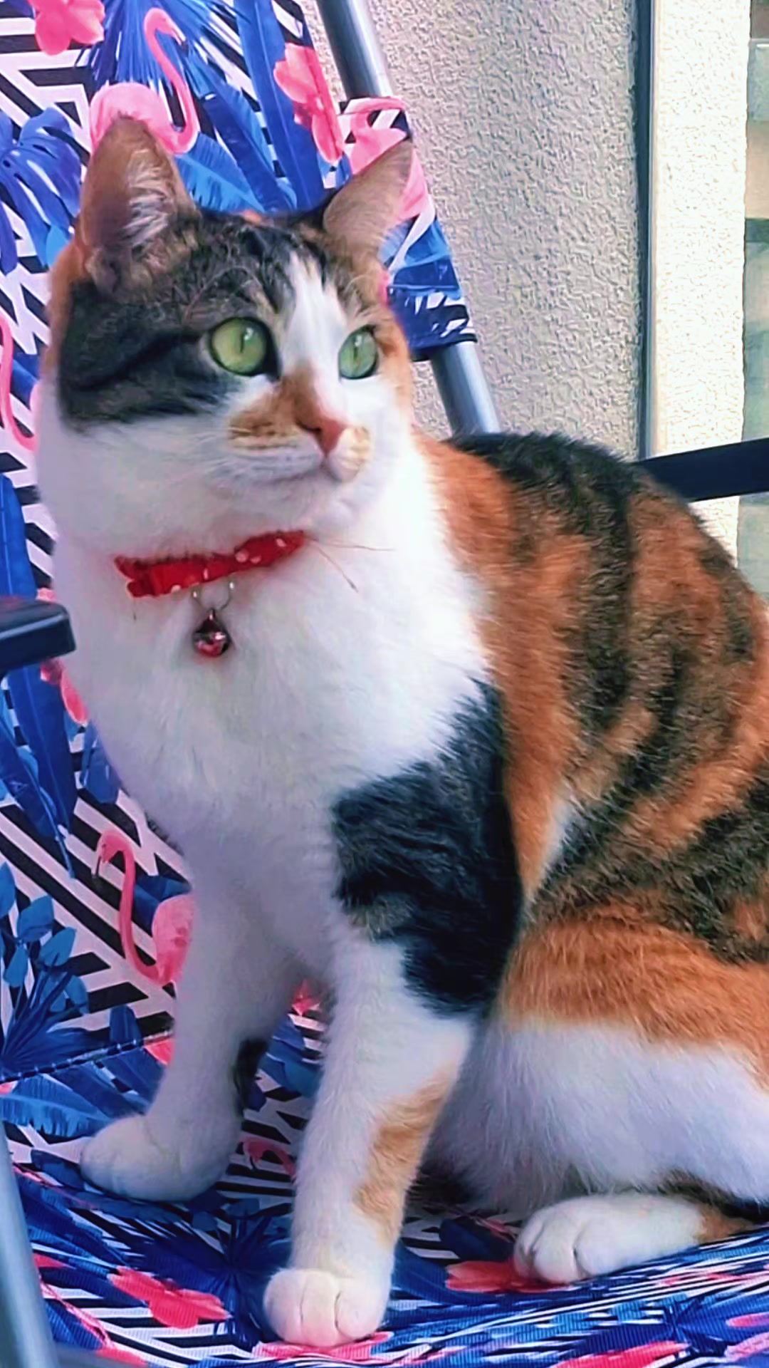 @😺Şila😻Şima😺