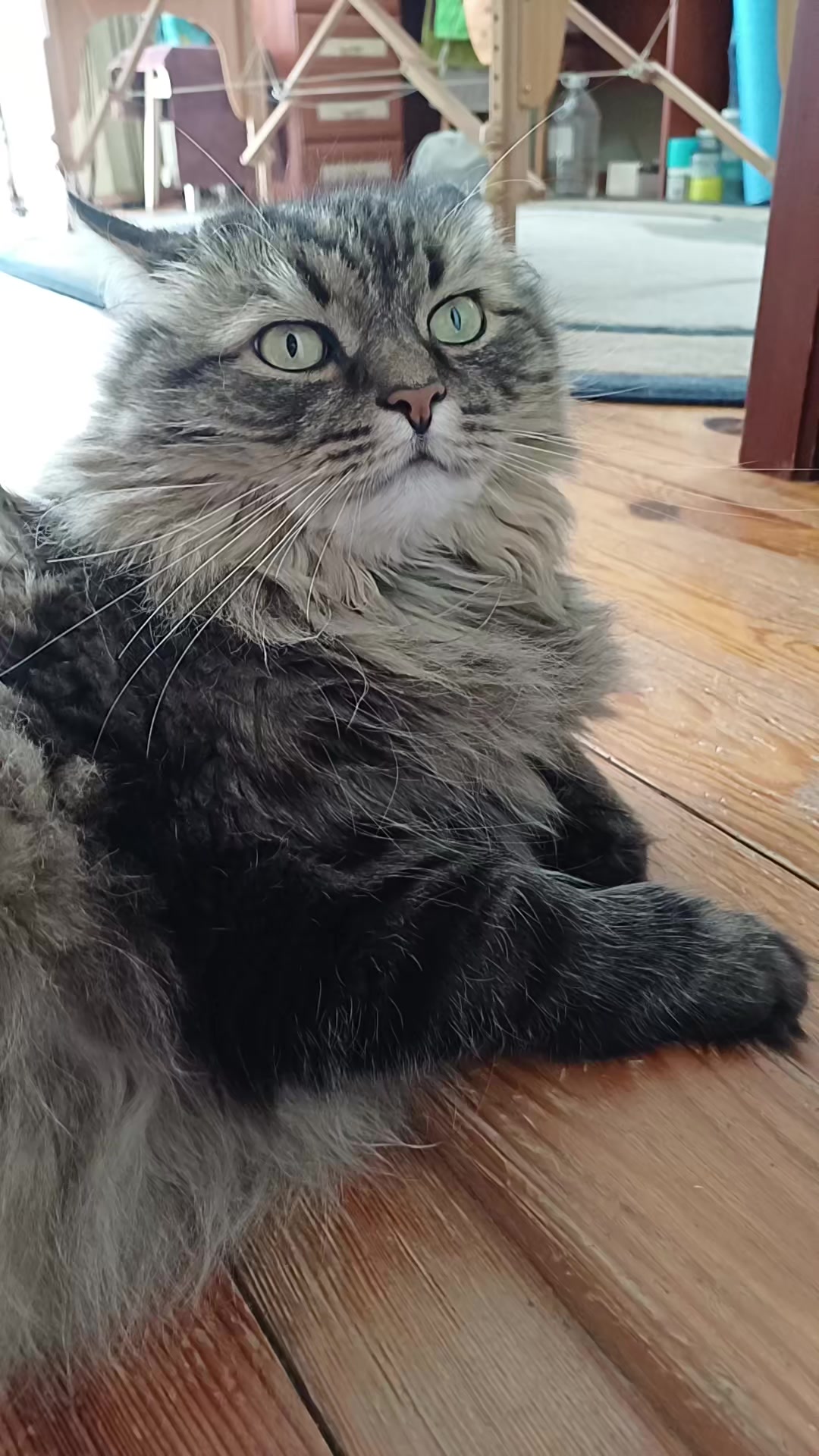 @cat_bayun_