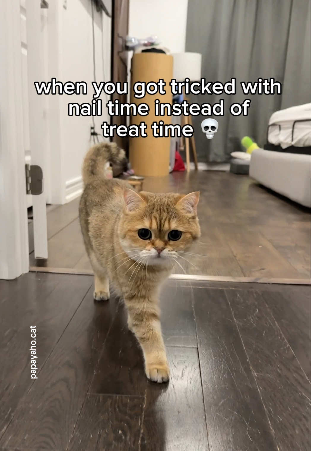 @Papaya the Cat