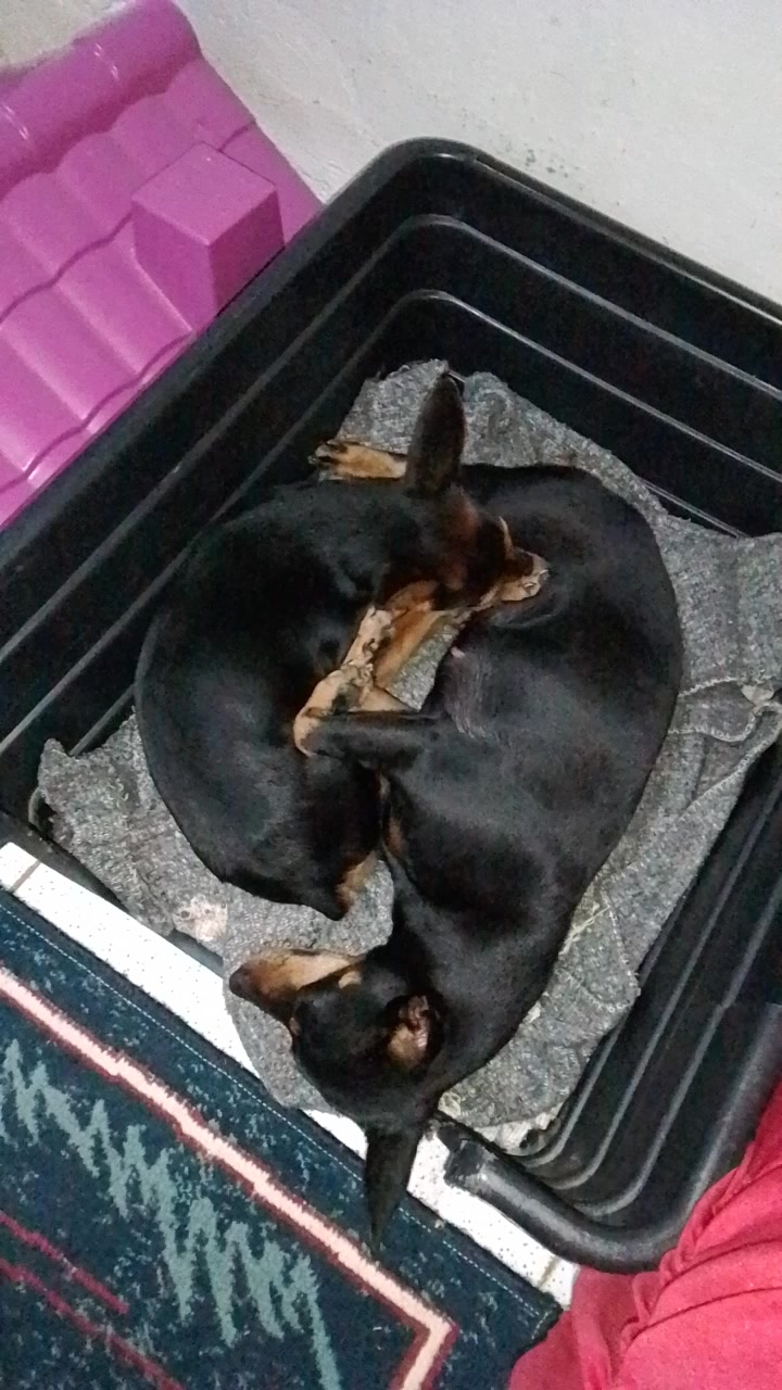 @🩷Tetê e suas pinschers🩷