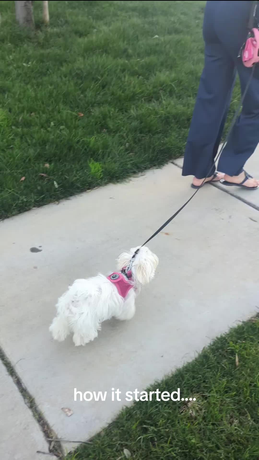 @South Paw Dog Training LLC