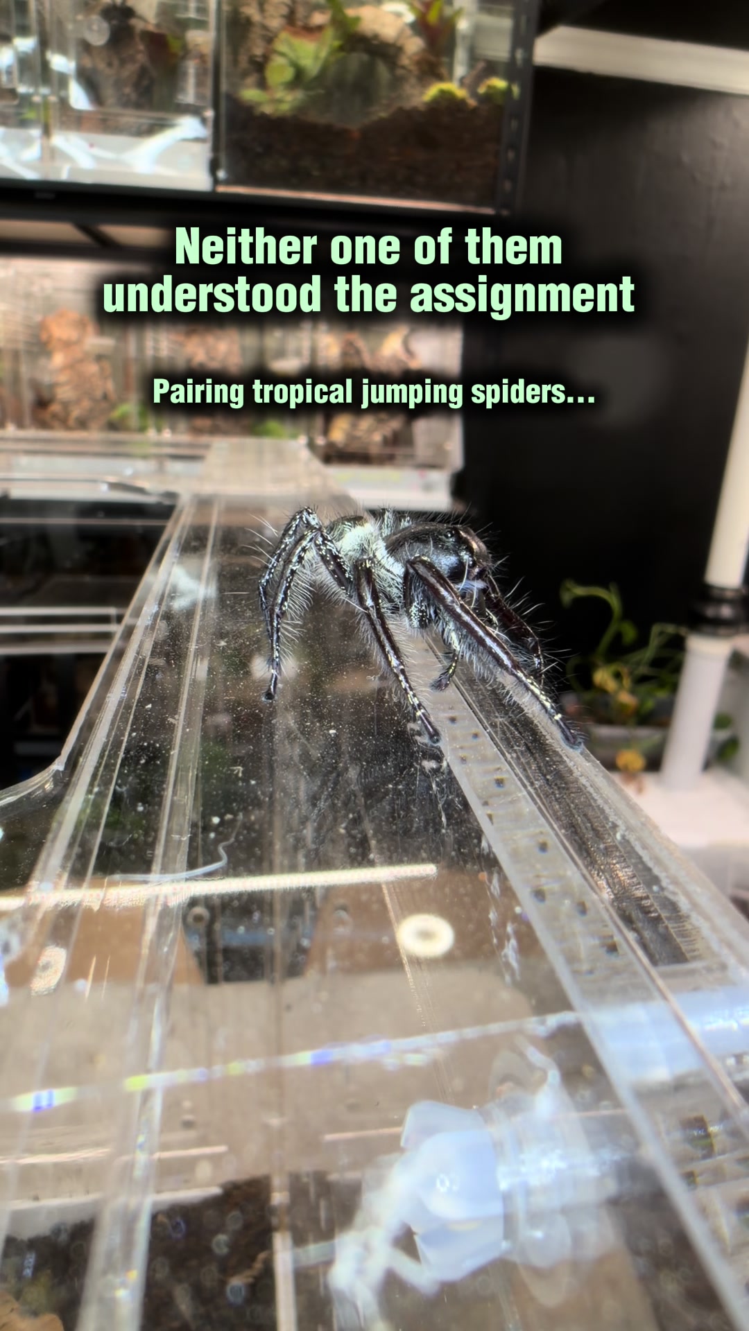 @Spider Conservatory