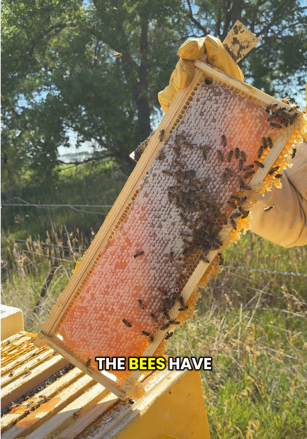 @Björn’s Colorado Honey