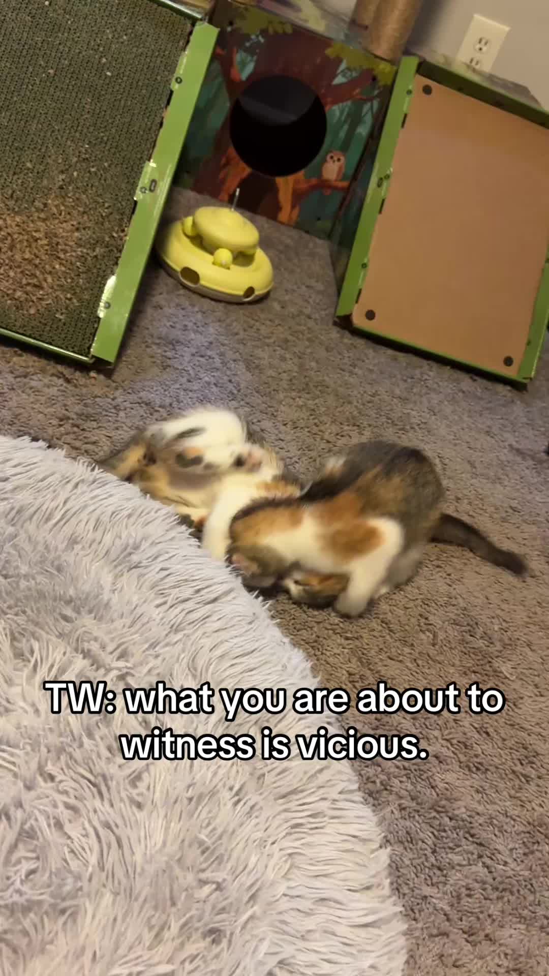 @Chaos and Cats