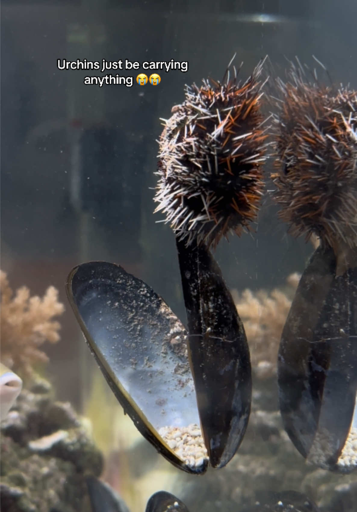 @ReefSync