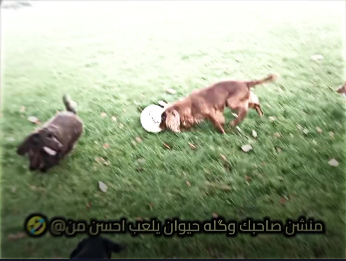 @كـفـارا✪