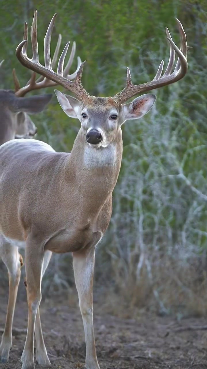 @South Texas Whitetails