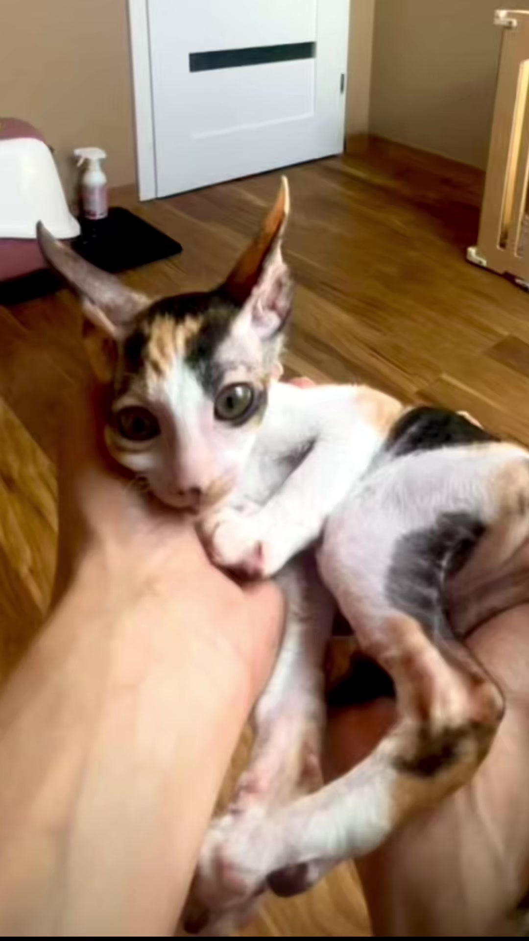 @patimolli_cattery