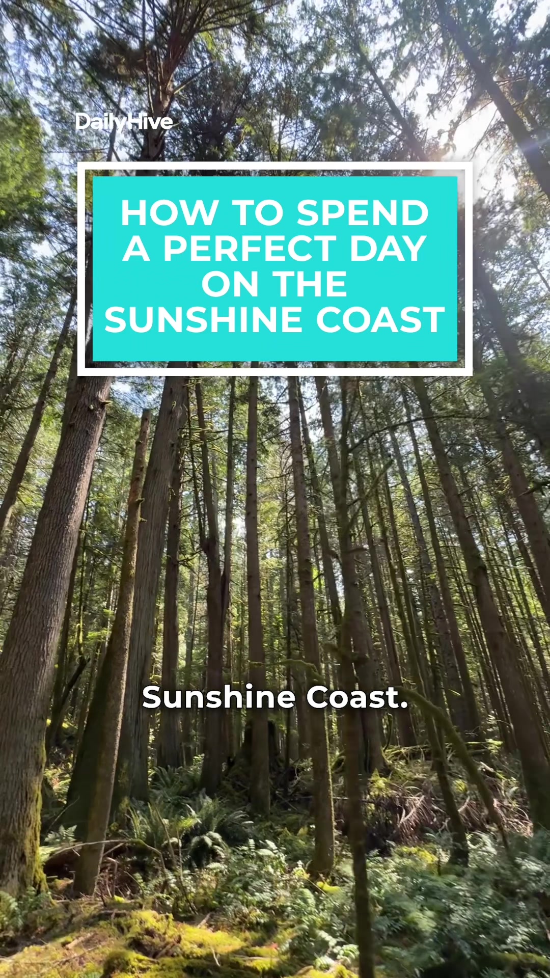 @dailyhivevancouver
